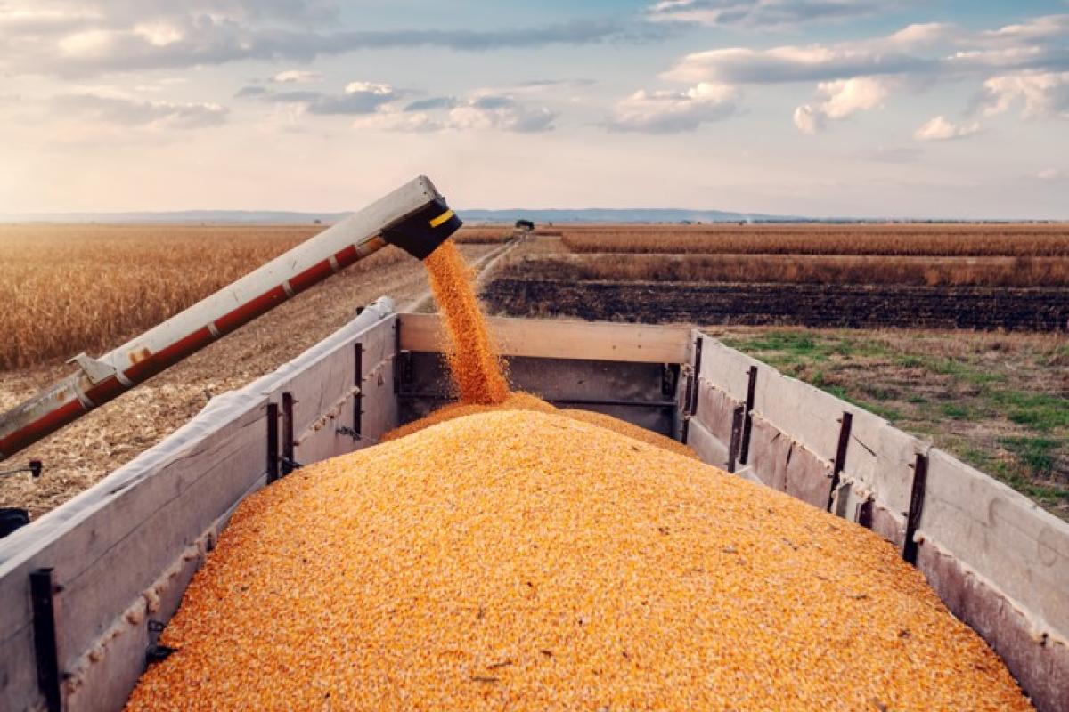 Что такое GAFTA и как защитить свои права в агробизнесе? Что такое GAFTA и как защитить свои права в агробизнесе?