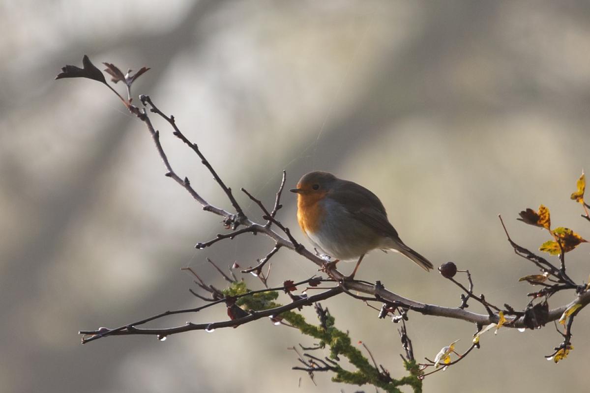 Як зміниться погода в Україні 18 листопада? прогноз погоди по Україні