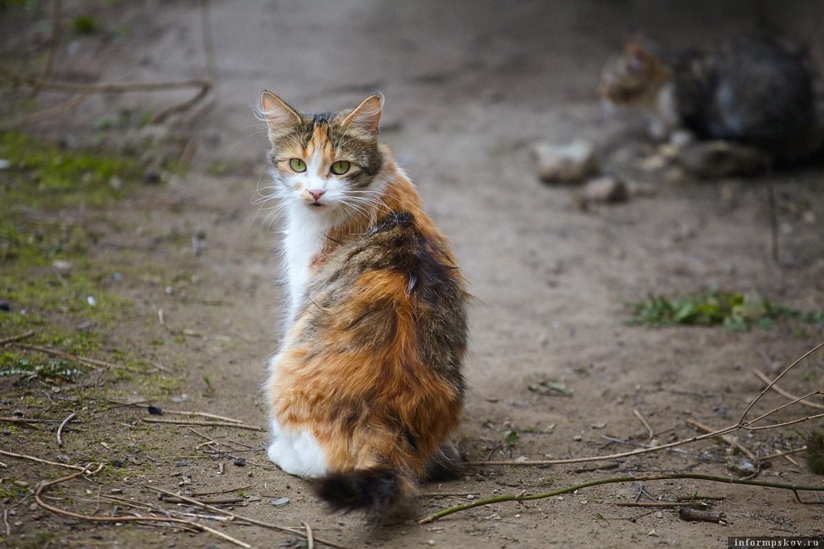 Ситуацию с бездомными животными в Северодонецке решать никто не хочет. бездомные животные в Северодонецке