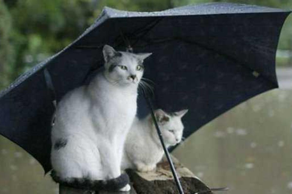 Погода не радует Украину, местами даже пройдет снег  Погода не радует Украину, местами даже пройдет снег