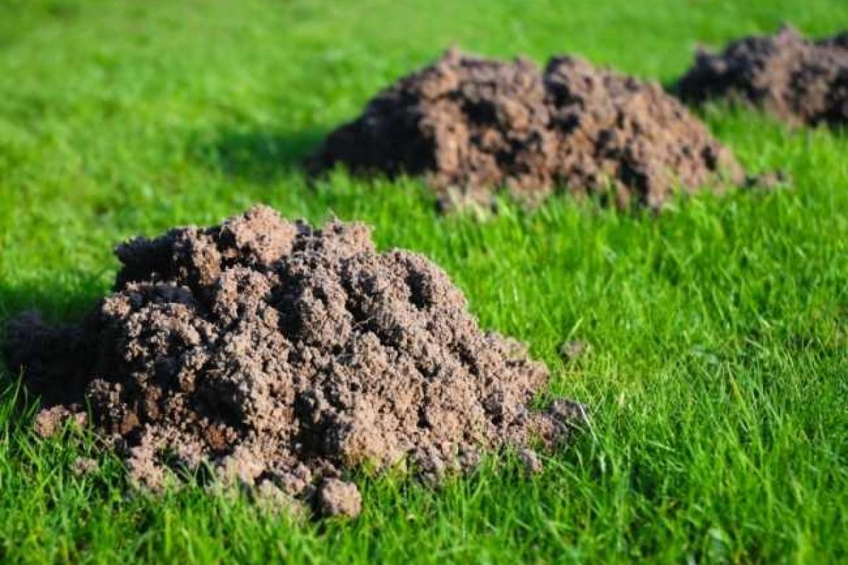 Кроты и слепыши — напасть огорода. Так ли это? Кроты и слепыши — напасть огорода. Так ли это?