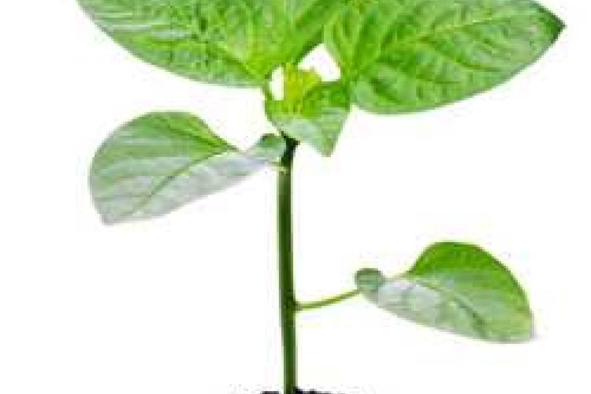 Как правильно выбирать и садить саженцы деревьев Как правильно выбирать и садить саженцы деревьев