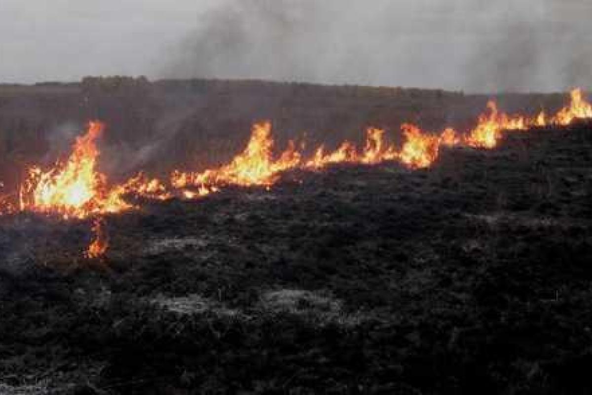 В Подмосковье пожары подошли к жилым домам В Подмосковье пожары подошли к жилым домам