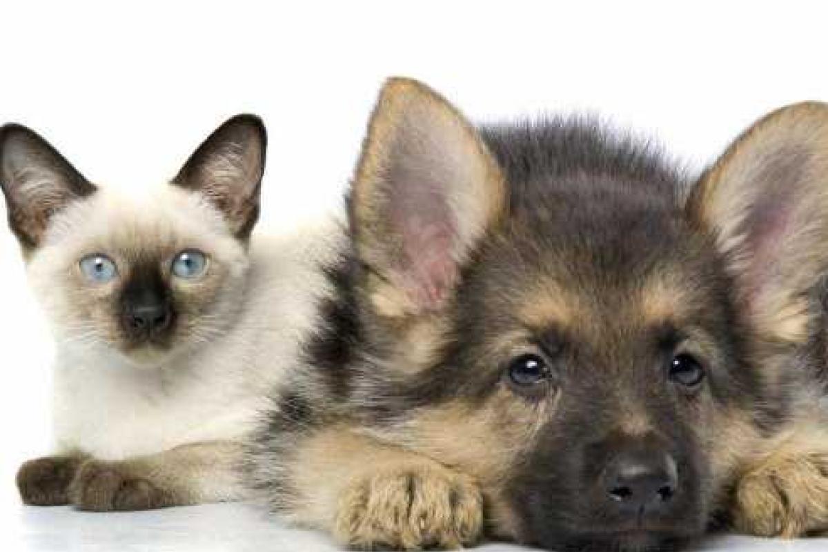 Зоомагазин Pethouse.ua — все для ваших питомцев Зоомагазин Pethouse.ua — все для ваших питомцев