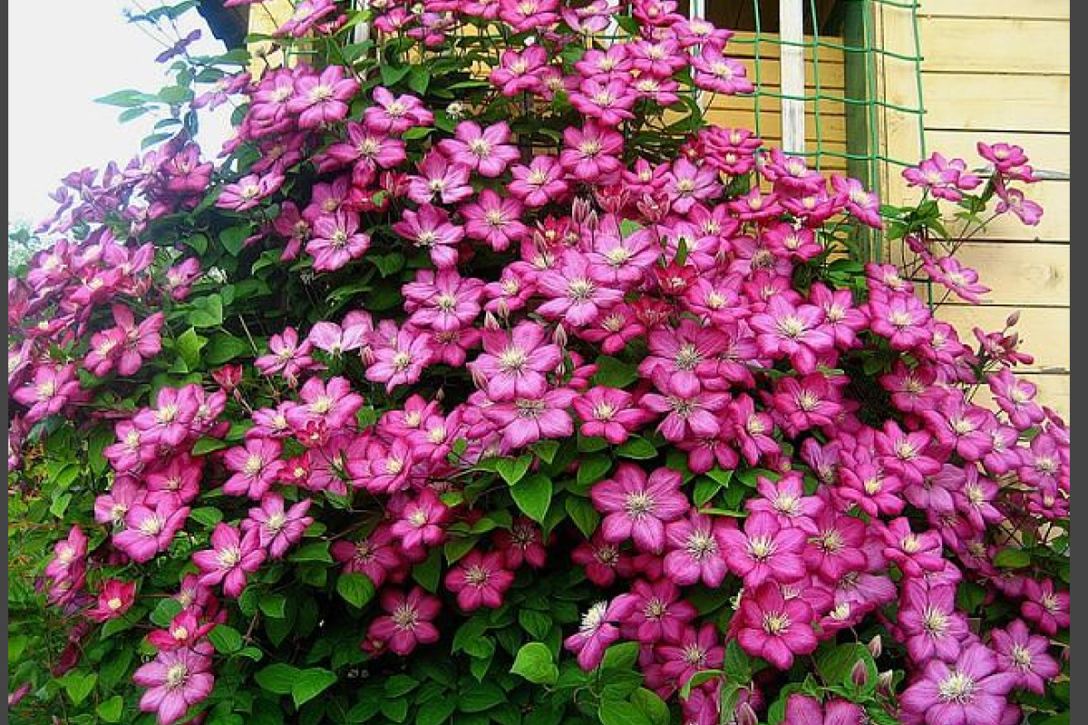 Цветочный водопад из клематиса Цветочный водопад из клематиса
