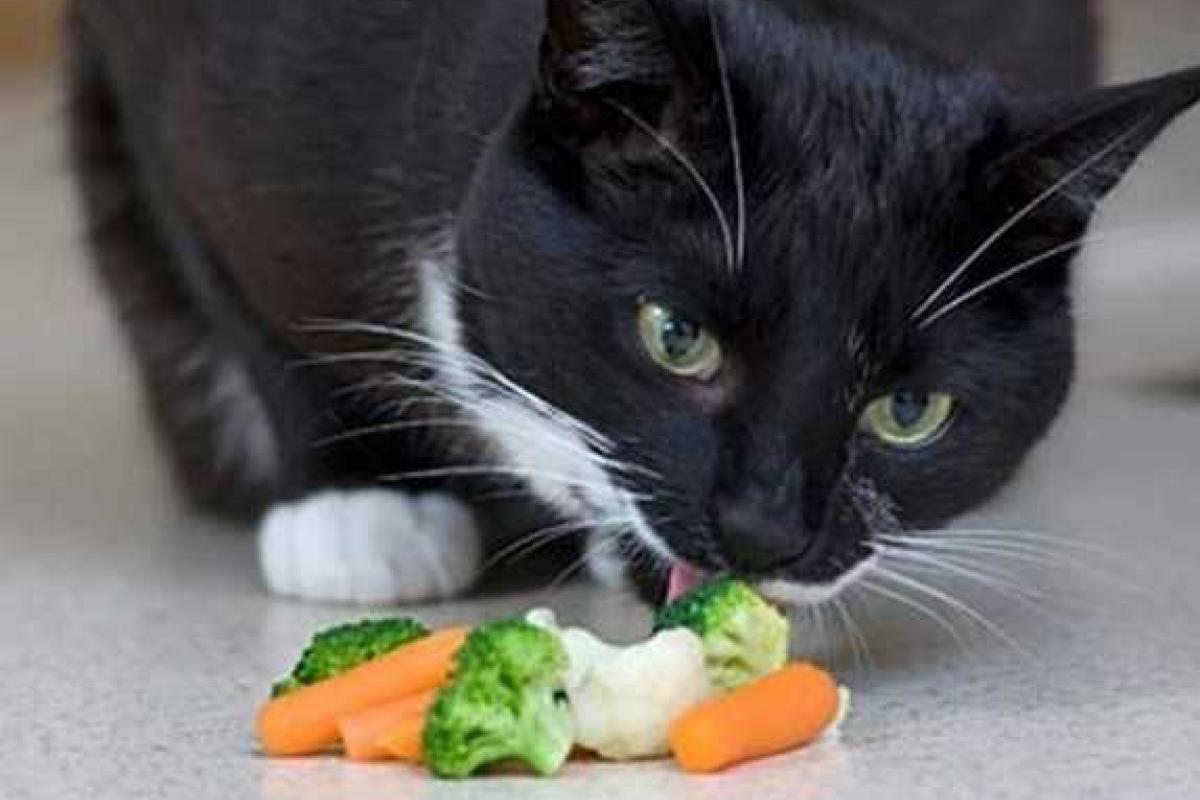 Особенности кормления стерилизованных кошек: как и чем кормить?