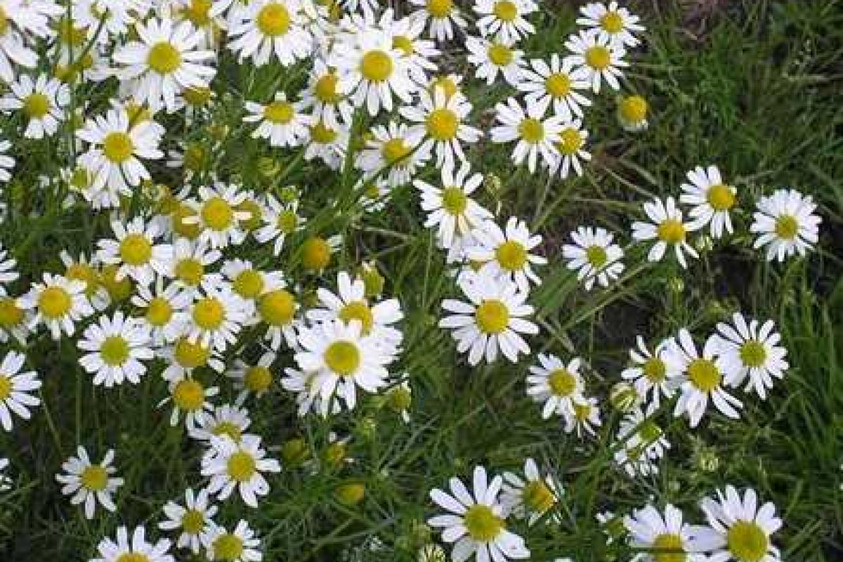 Как вырастить ромашку аптечную на приусадебном участке Как вырастить ромашку аптечную на приусадебном участке