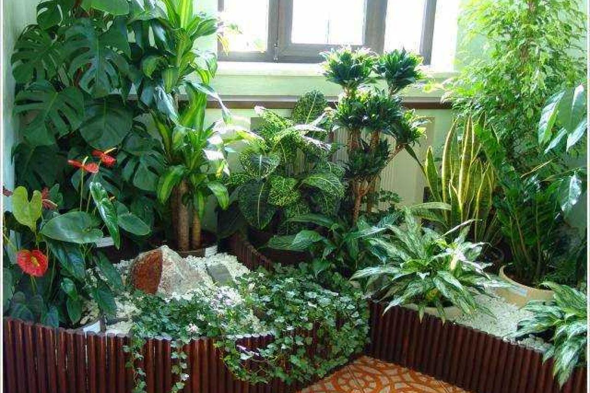 Как создать зимний сад в городской квартире Как создать зимний сад в городской квартире