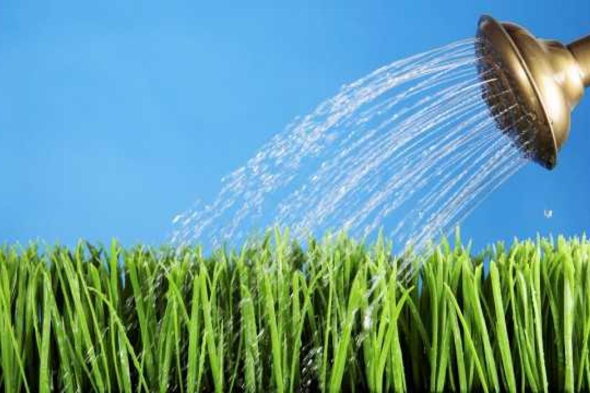 Поливаем овощи правильно