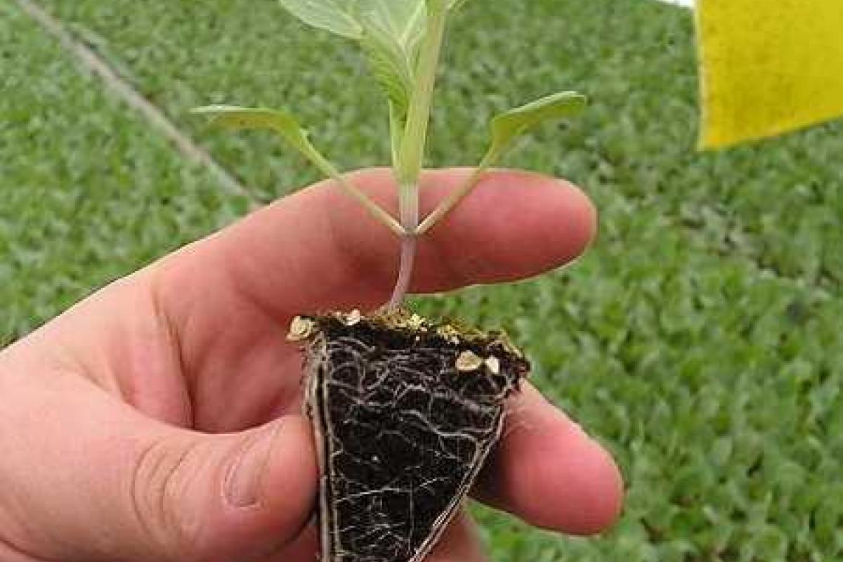 Какую тару выбрать для рассады?