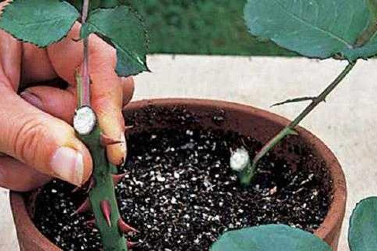 Как подарить розе из букета новую жизнь Как подарить розе из букета новую жизнь