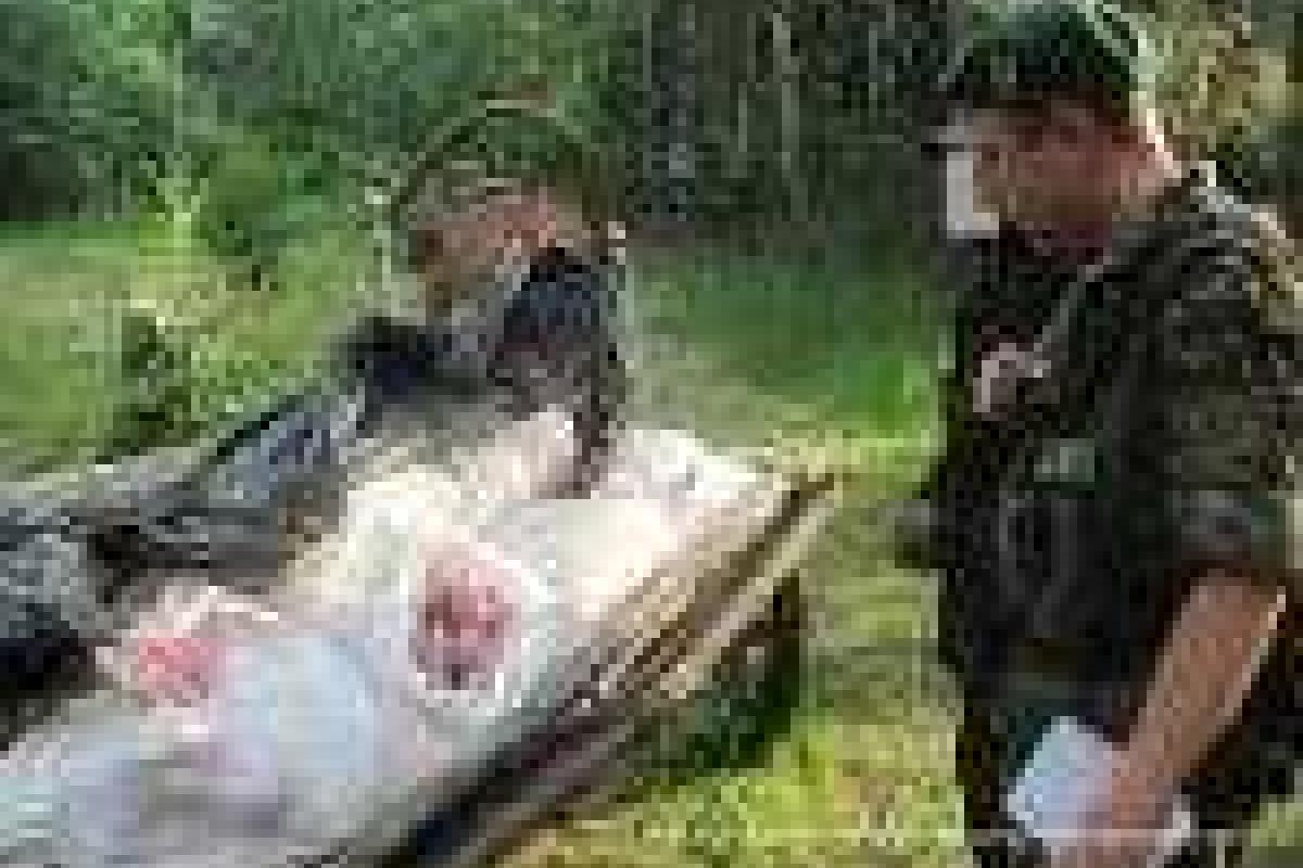 Почти полтонны мяса мужчина вез в Россию гужевой подводой Почти полтонны мяса мужчина вез в Россию гужевой подводой