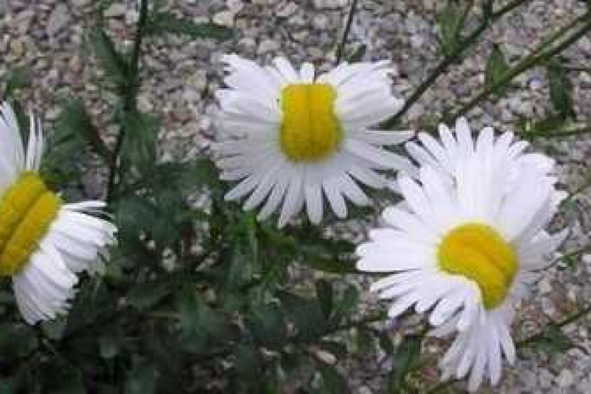 В Интернет попали шокирующие фотографии ромашек, растущие в японской Фукусиме В Интернет попали шокирующие фотографии ромашек, растущие в японской Фукусиме