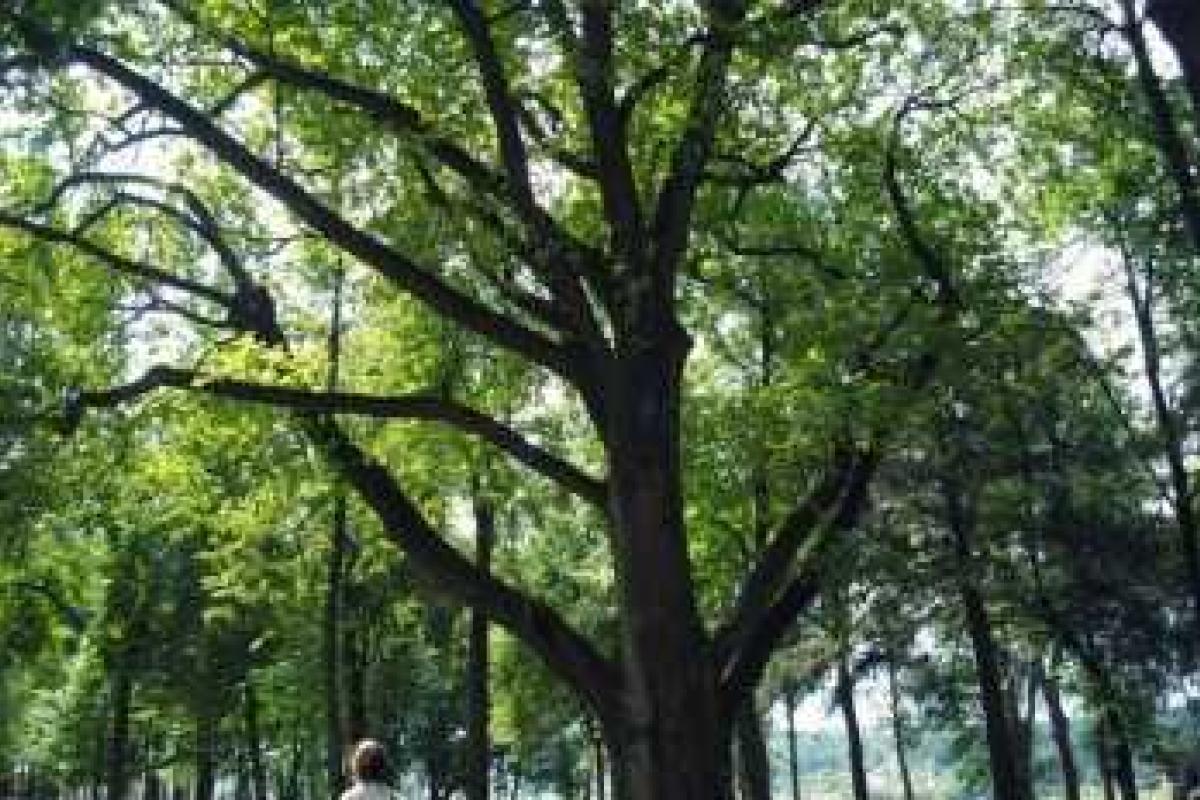 Определен точный возраст "500-летнего" дуба в Калуге Определен точный возраст "500-летнего" дуба в Калуге