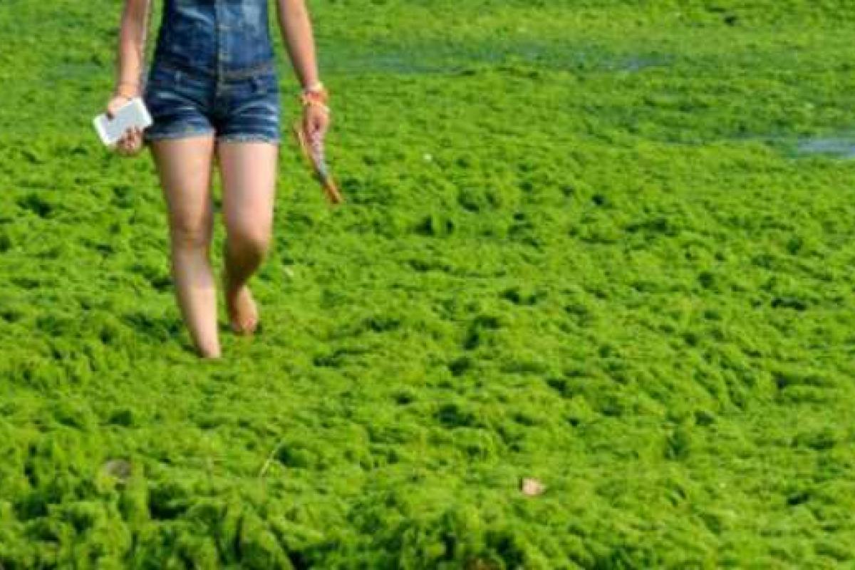 Воды Балтики заполонили опасные токсичные водоросли Воды Балтики заполонили опасные токсичные водоросли