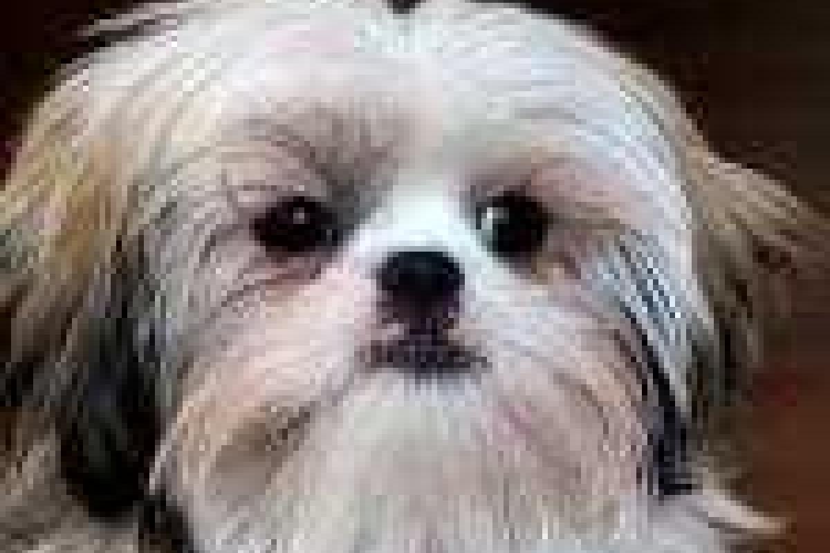 Ученые доказали, что собаки различают лица Ученые доказали, что собаки различают лица