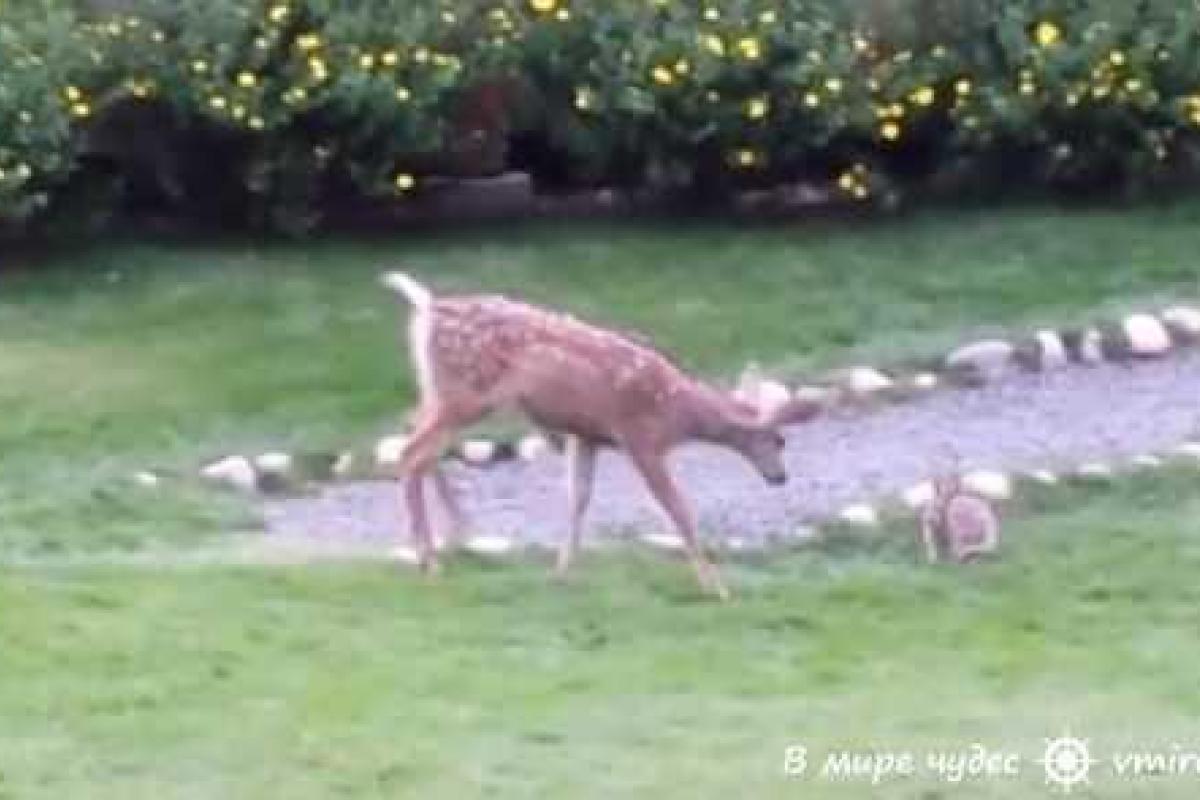 В Сети набирает популярности видео, как олененок и кролик играют в догонялки В Сети набирает популярности видео, как олененок и кролик играют в догонялки