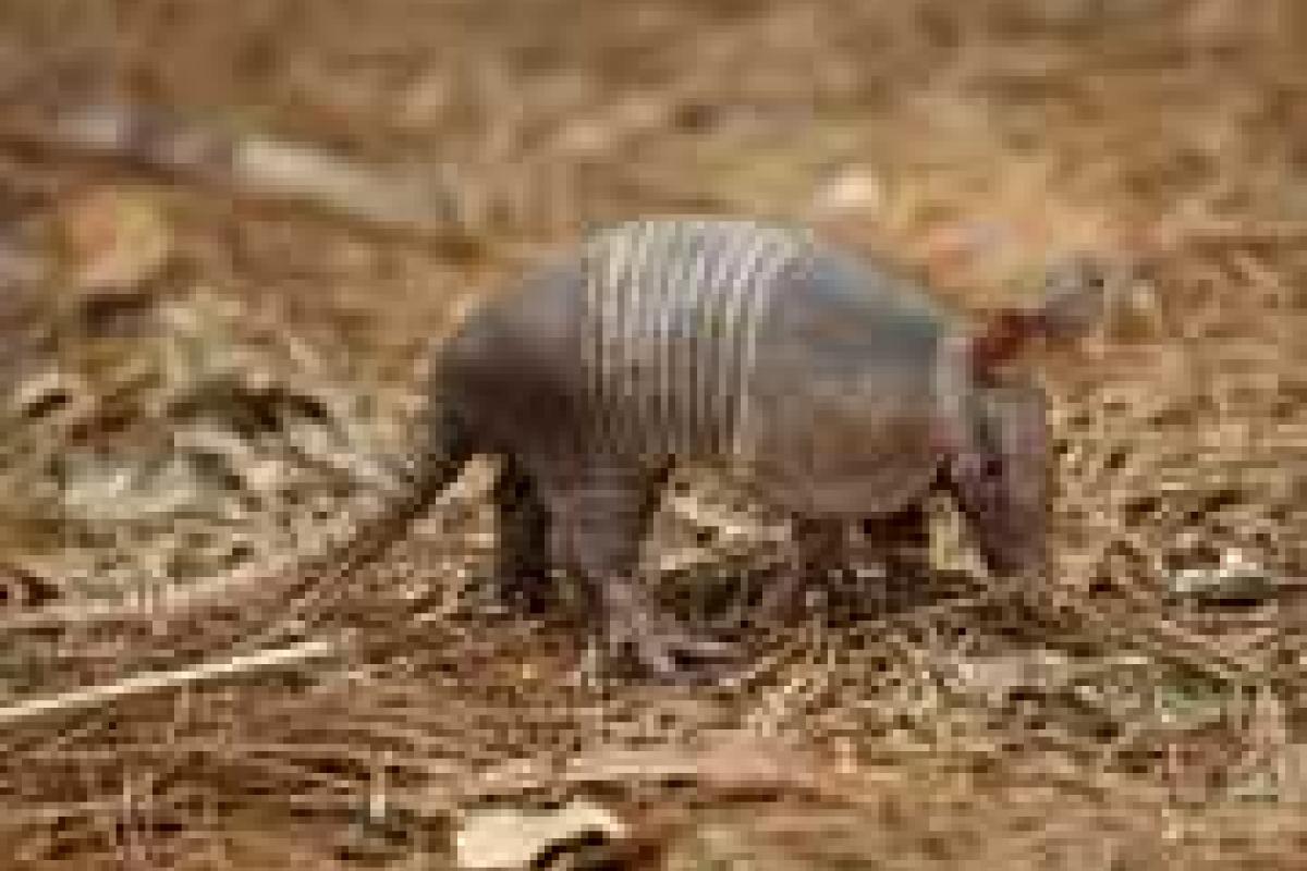 Американец ранил себя выстрелом в броненосца