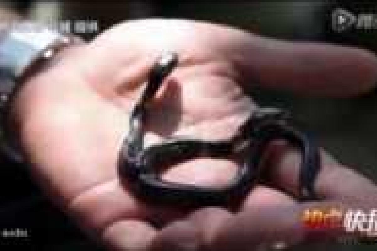 В зоопарке Китая родилась редкая двуглавая змея В зоопарке Китая родилась редкая двуглавая змея