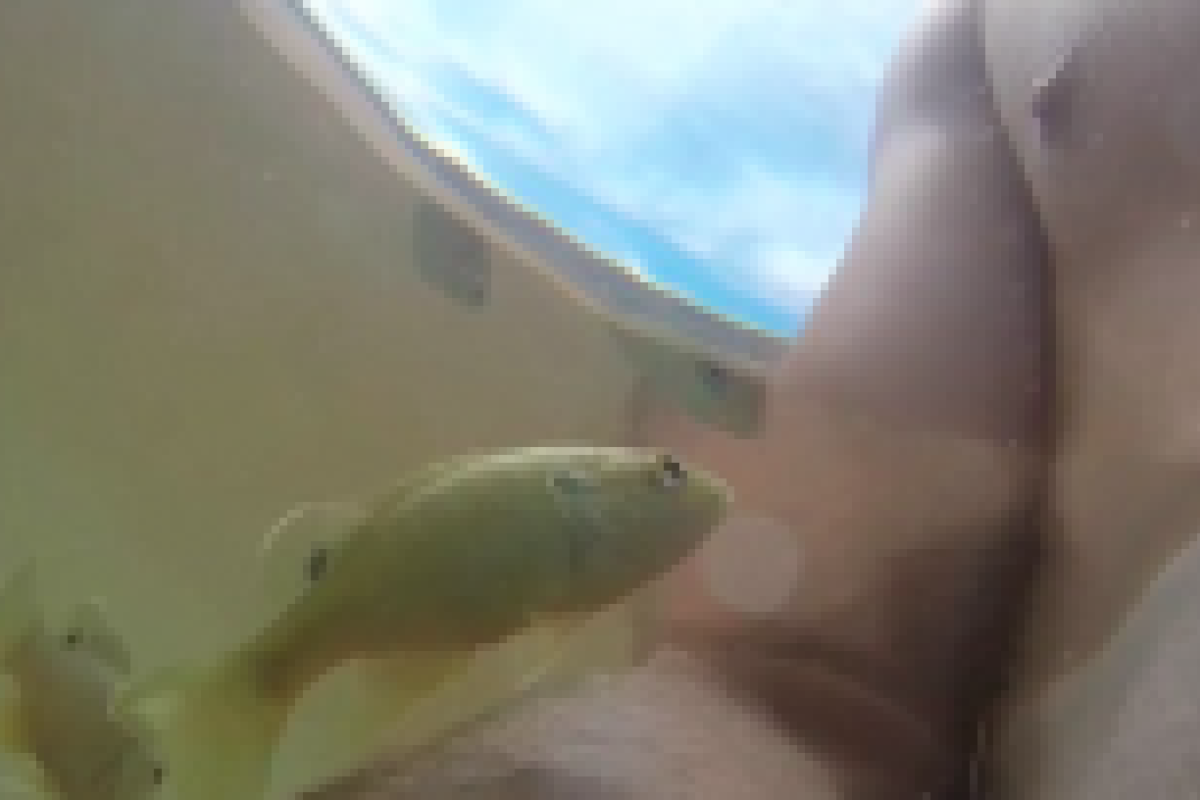 В США маленькая рыбка выпрыгнула из воды и схватила мужчину за сосок В США маленькая рыбка выпрыгнула из воды и схватила мужчину за сосок