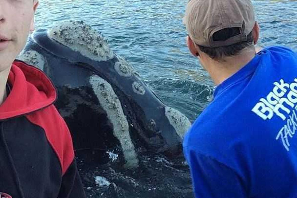 Пользователей Сети растрогала невероятная история спасения кита