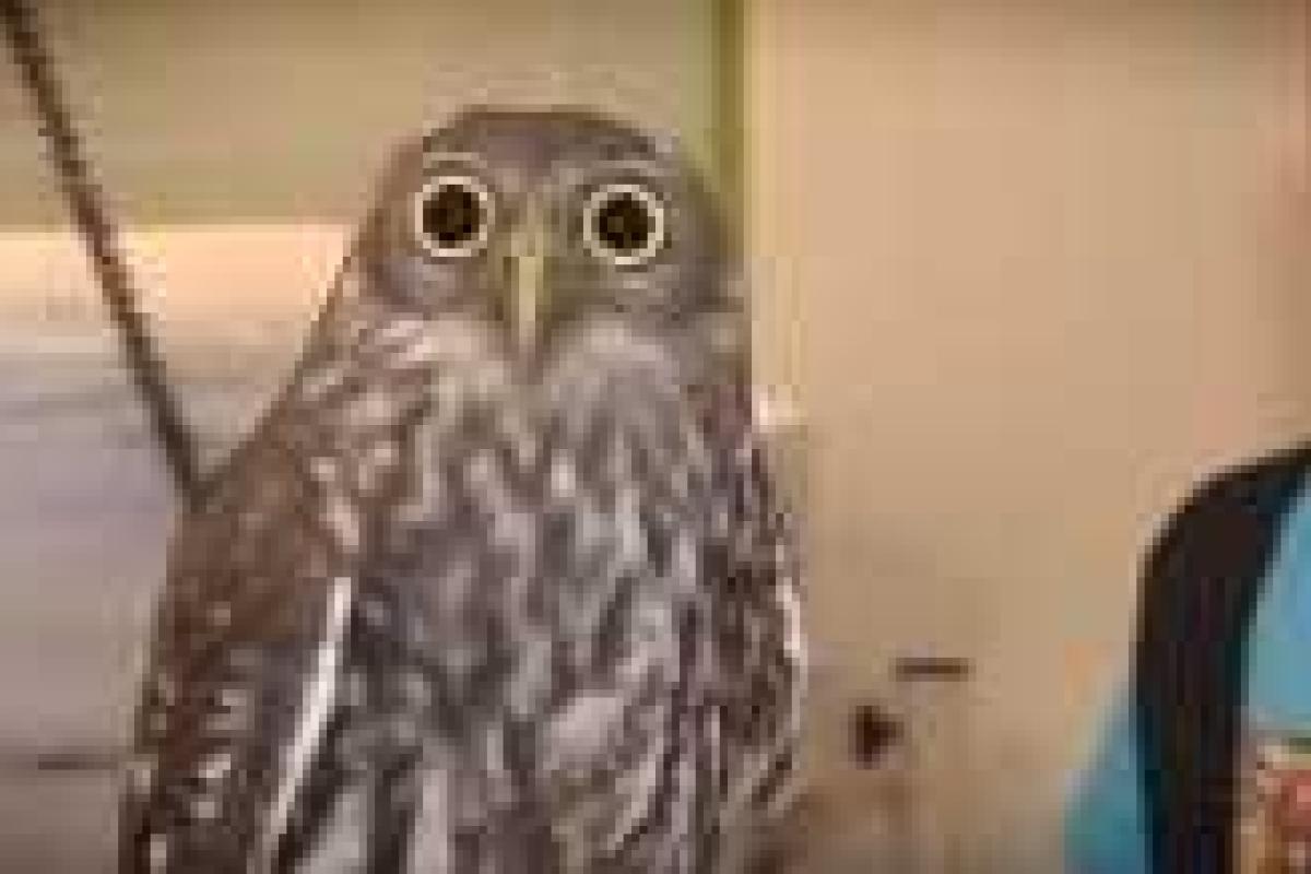 В Сети видео с пучеглазой совой рассмешило всех пользователей В Сети видео с пучеглазой совой рассмешило всех пользователей