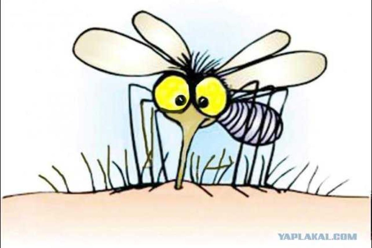 В Испании текстильщики создали специальные футболки, защищающие от комаров