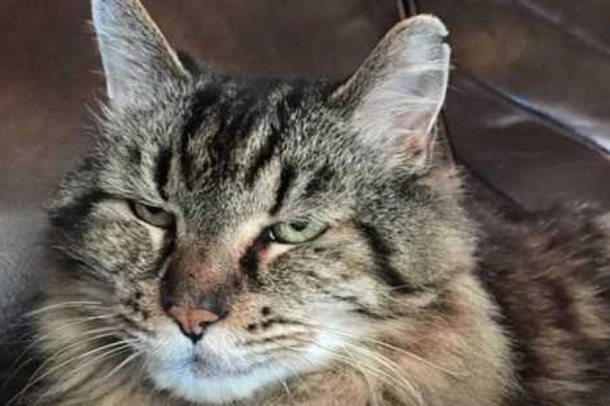 В Америке живет самый старый кот в мире В Америке живет самый старый кот в мире