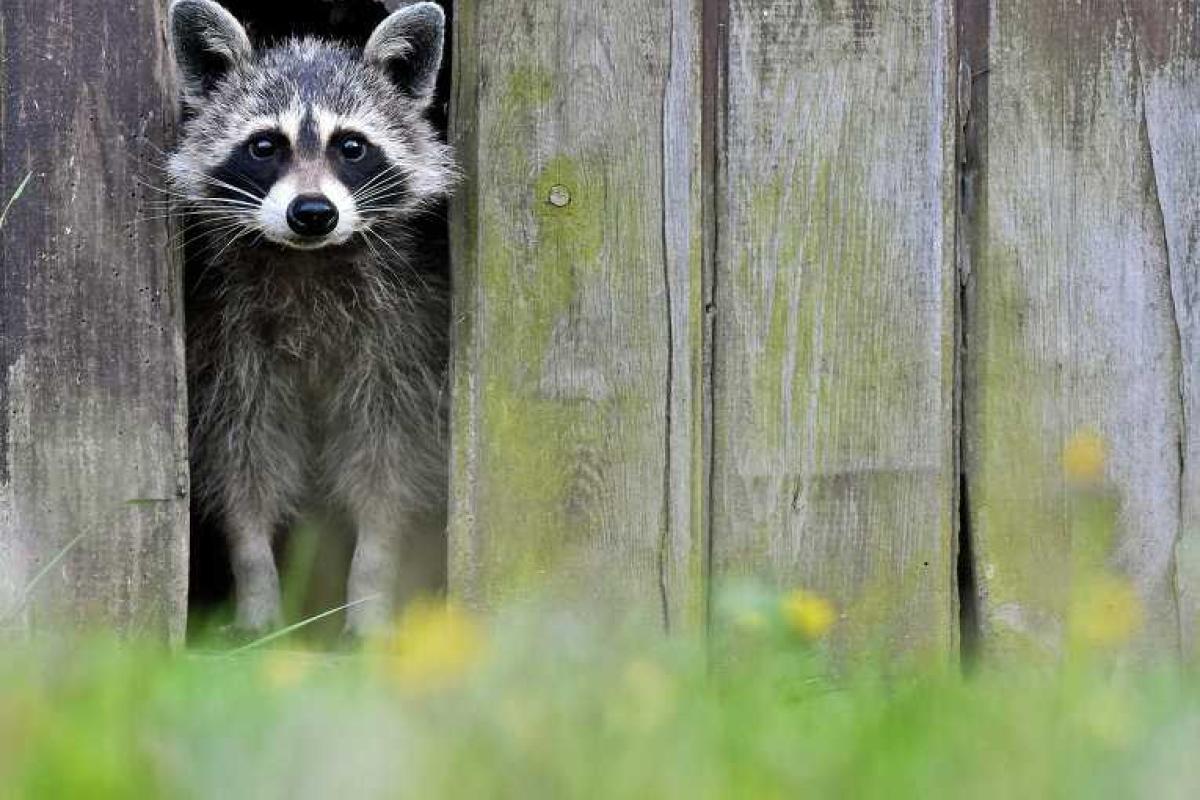 В Украине появятся еноты-саперы