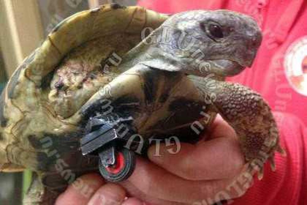 Ветеринары сделали черепахе без лапы протез из «Лего» Ветеринары сделали черепахе без лапы протез из «Лего»