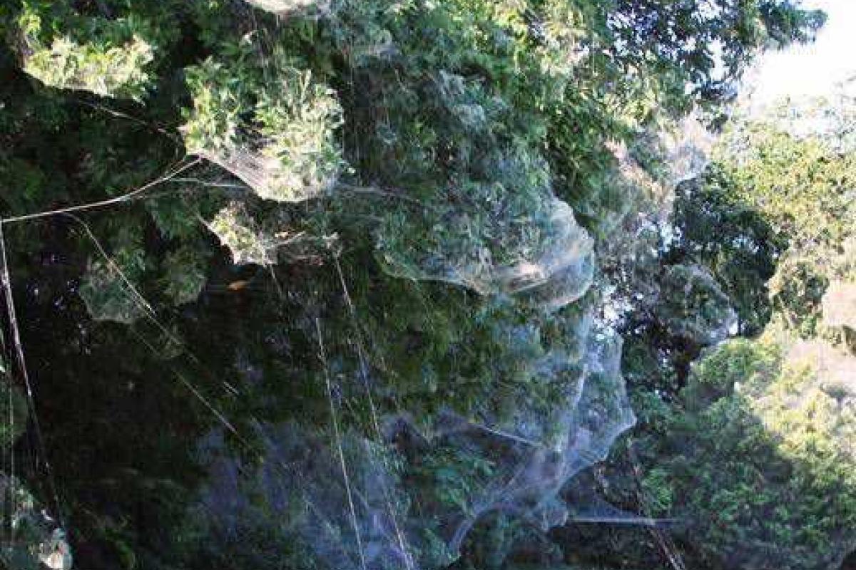 Таинственная паутина опутала Лондон и Даллас Таинственная паутина опутала Лондон и Даллас