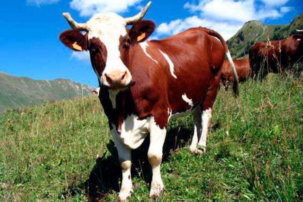 Коровы затоптали 77-летнюю туристку в Альпах Коровы затоптали 77-летнюю туристку в Альпах