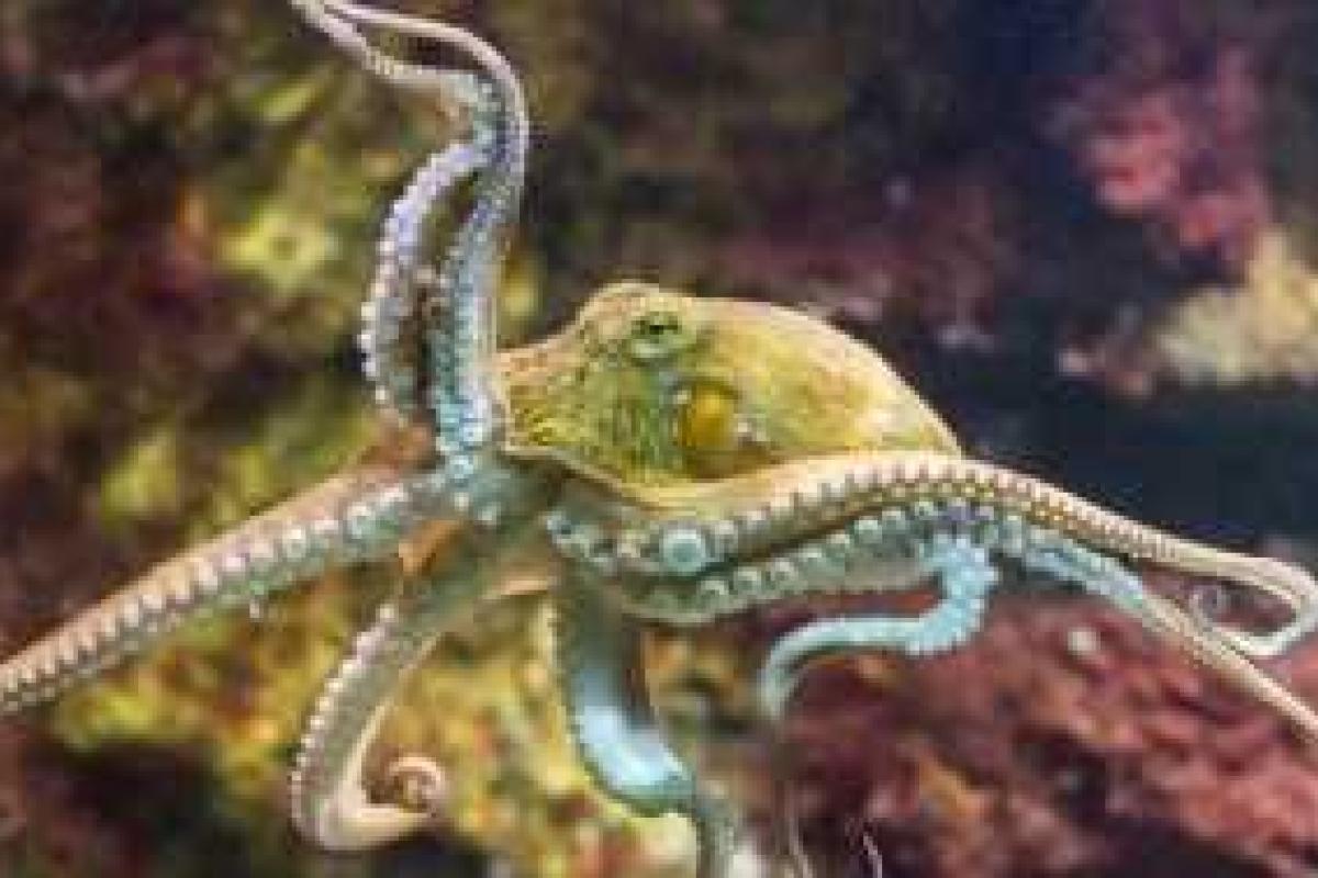 В Швейцарии осьминог открывает упаковки с едой В Швейцарии осьминог открывает упаковки с едой