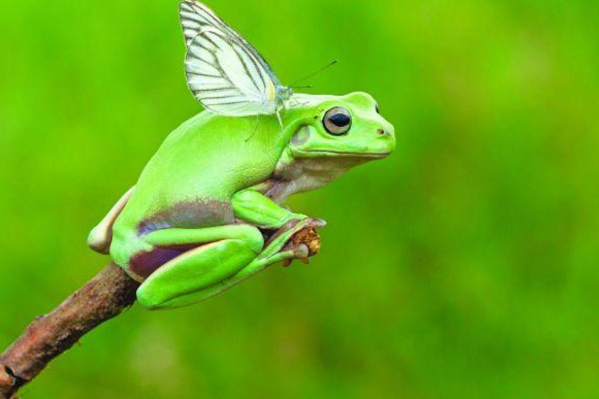 В Джакарте фотограф сделал удивительный снимок лягушки с крыльями В Джакарте фотограф сделал удивительный снимок лягушки с крыльями