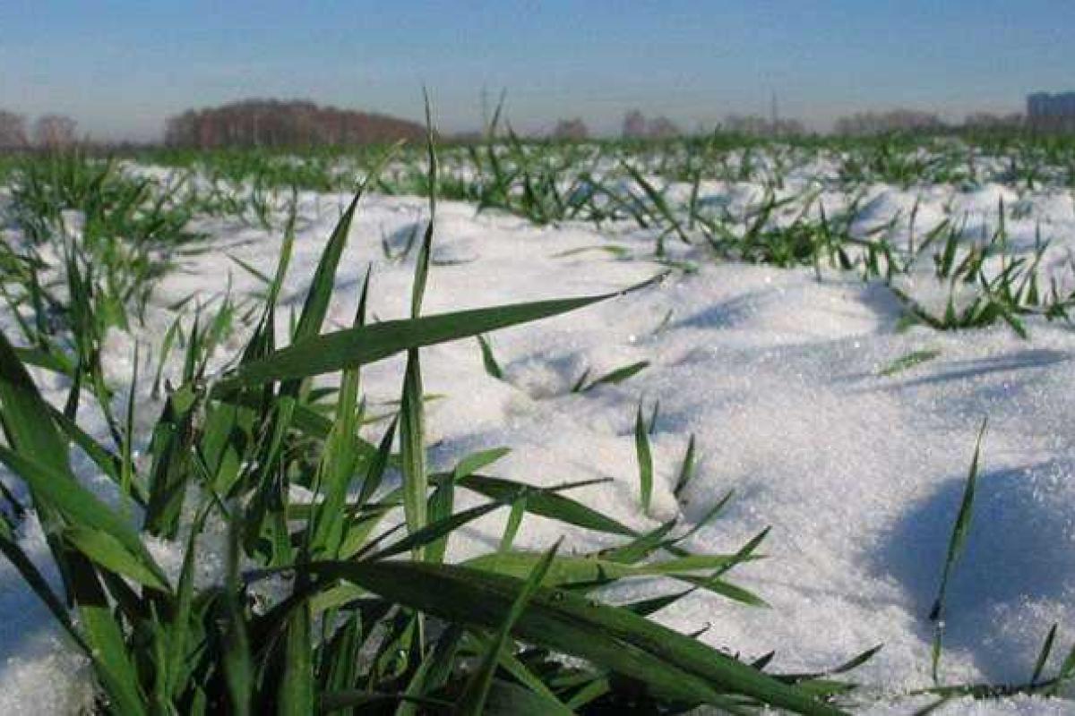 Завтра в Украине выпадет первый снег Завтра в Украине выпадет первый снег