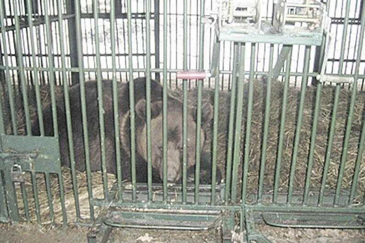 Медведям на Закарпатье будет не сладко Медведям на Закарпатье будет не сладко