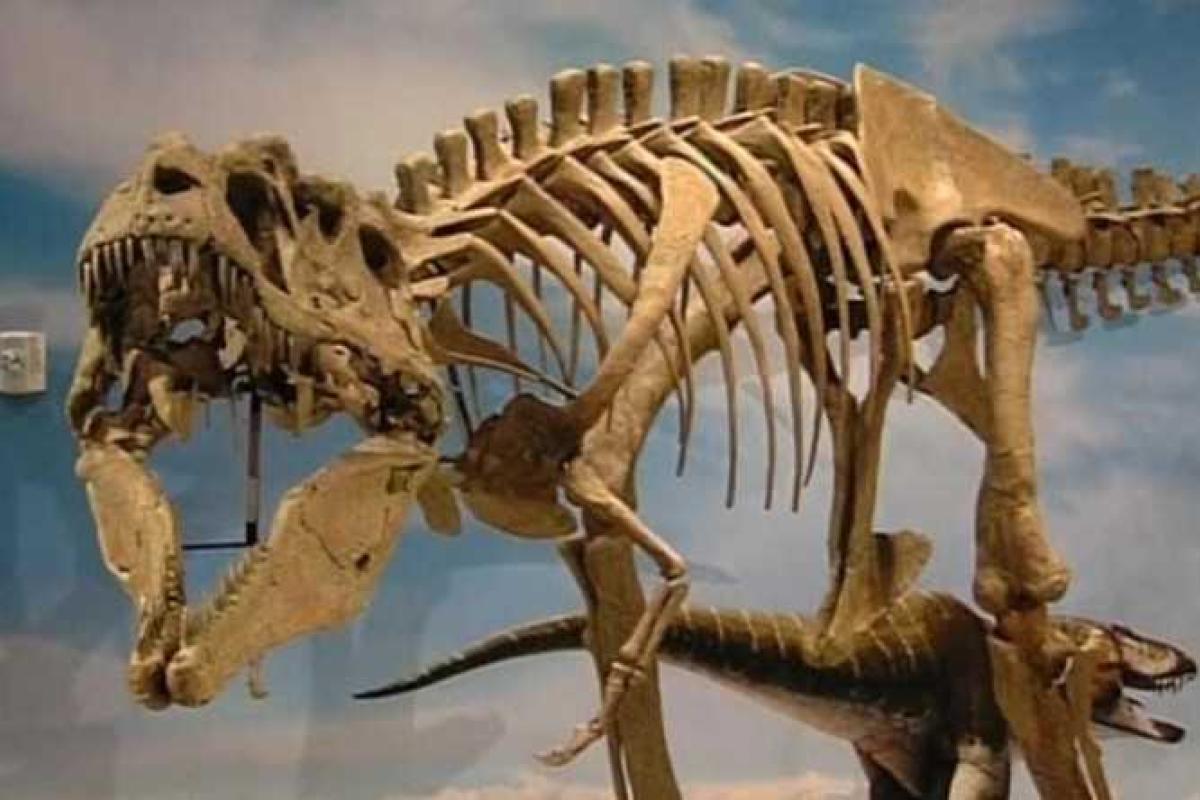 На Аляске палеонтологи обнаружили новый подвид динозавров На Аляске палеонтологи обнаружили новый подвид динозавров