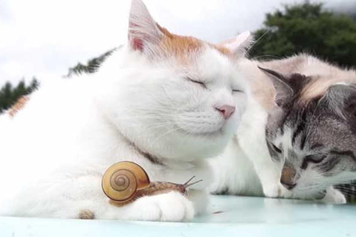 В сети появилось трогательное видео про дружбу двух кошек и улитки В сети появилось трогательное видео про дружбу двух кошек и улитки