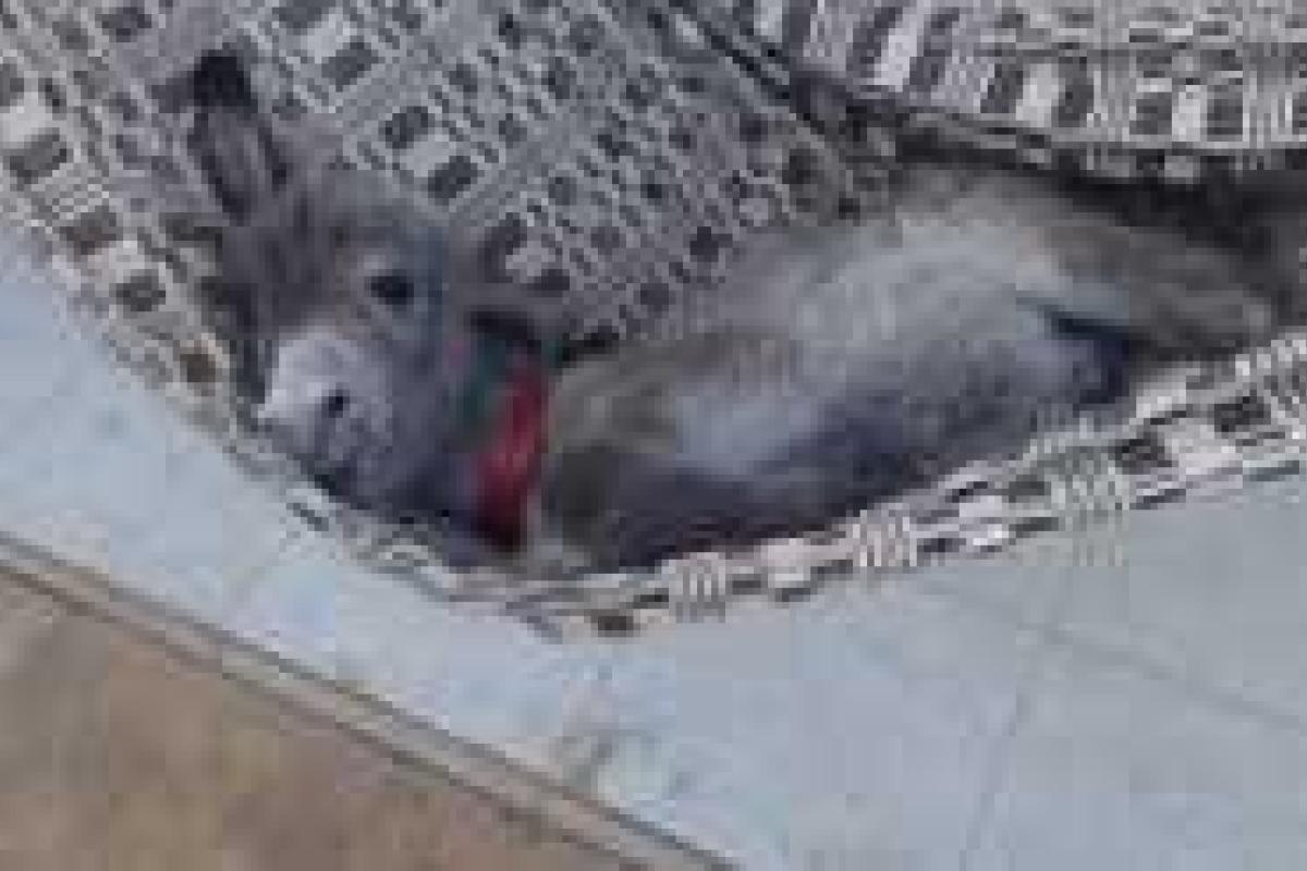 В сети появилось трогательное видео, на котором ослика качают на гамаке В сети появилось трогательное видео, на котором ослика качают на гамаке