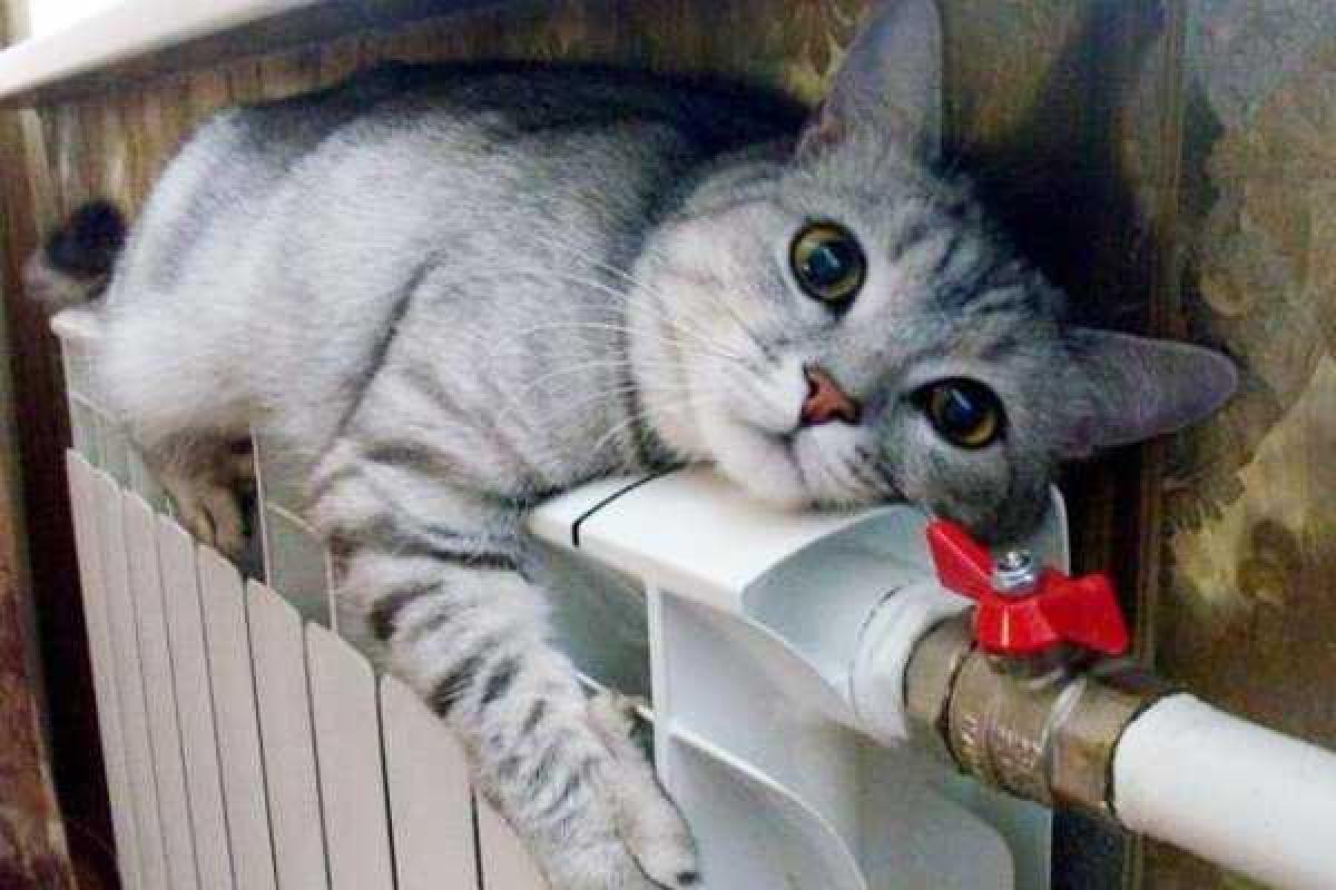 Яценюк: Если отопления нет – за него никто платить не будет Яценюк: Если отопления нет – за него никто платить не будет