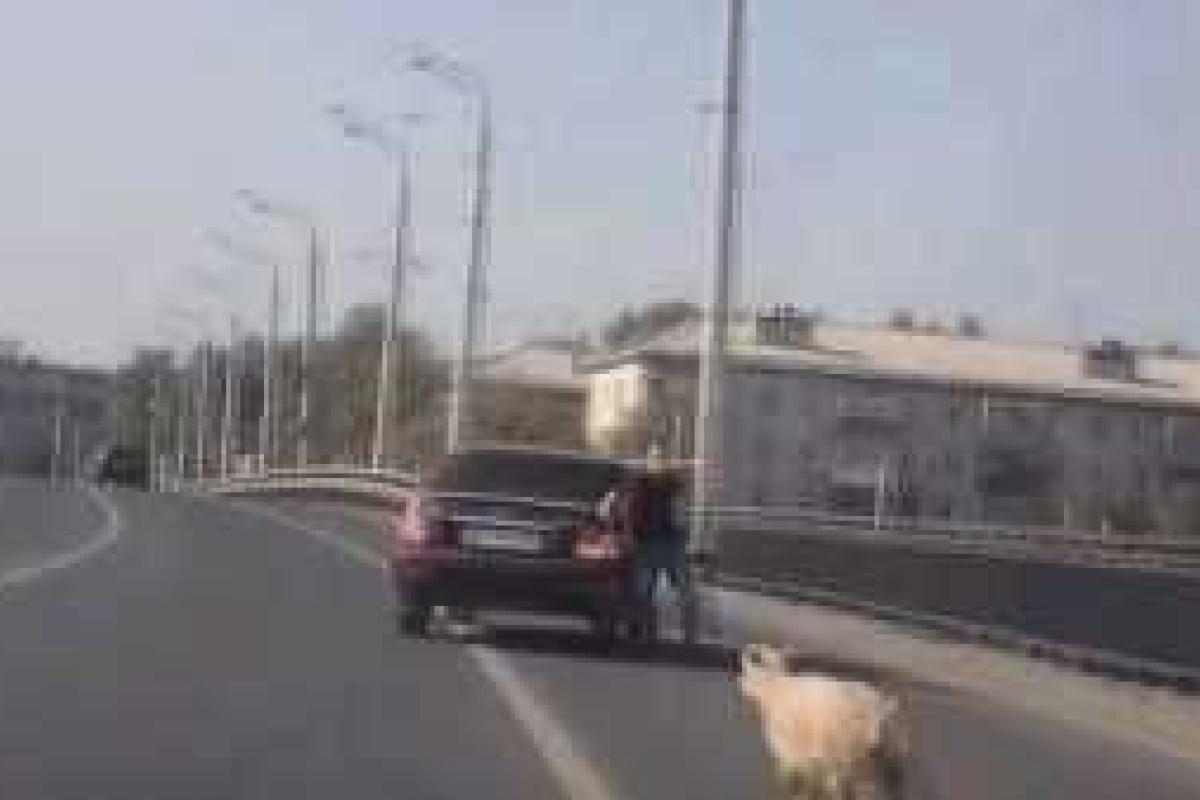 Интернет взорвало видео погони казанских мужчин за сбежавшим бараном Интернет взорвало видео погони казанских мужчин за сбежавшим бараном