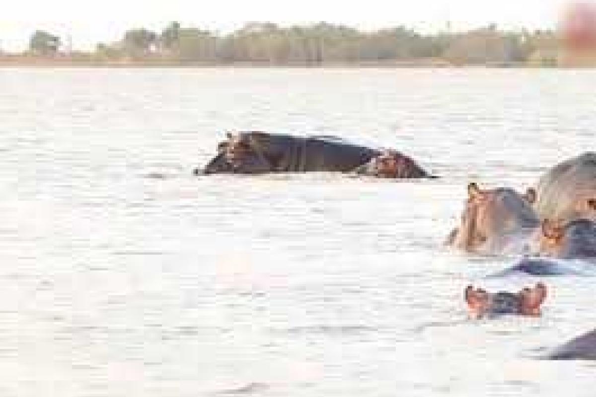 В сети появилось видео, как бегемоты отбили атаку одной из самых агрессивных акул В сети появилось видео, как бегемоты отбили атаку одной из самых агрессивных акул