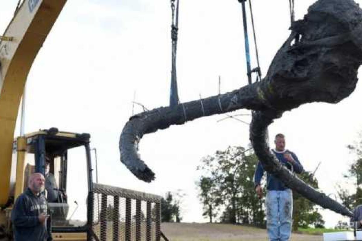 В США фермер на своем участке обнаружил останки мамонтов В США фермер на своем участке обнаружил останки мамонтов