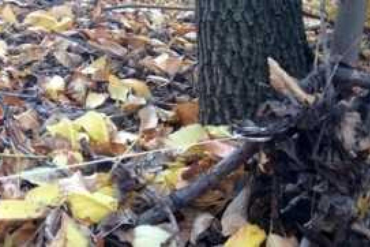 В районе Мариуполя на растяжке подорвался 12-летний мальчик, - МВД В районе Мариуполя на растяжке подорвался 12-летний мальчик, - МВД