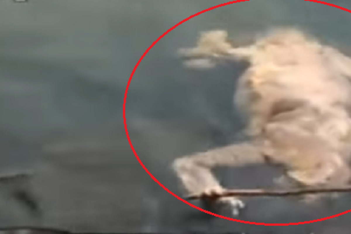 Труп чупакабры нашли в Парагвае. Видео Труп чупакабры нашли в Парагвае. Видео