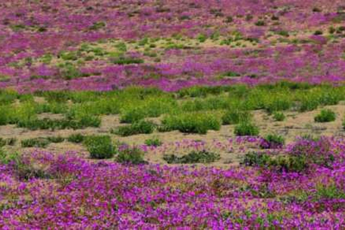 Чудо в Чили: Пустыня Атакама покрылась цветами Чудо в Чили: Пустыня Атакама покрылась цветами