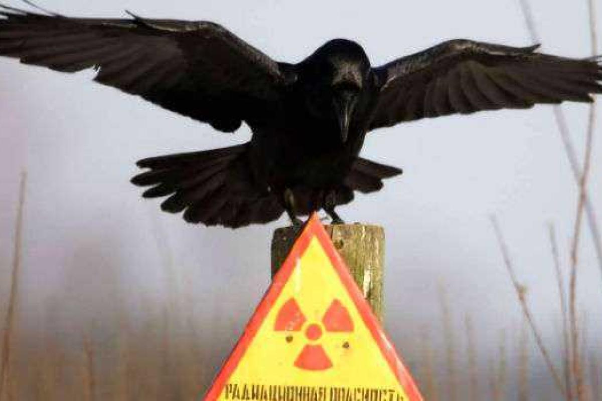 Сейчас жизнь в Чернобыле гораздо больше, чем до аварии, - Джим Смит Сейчас жизнь в Чернобыле гораздо больше, чем до аварии, - Джим Смит