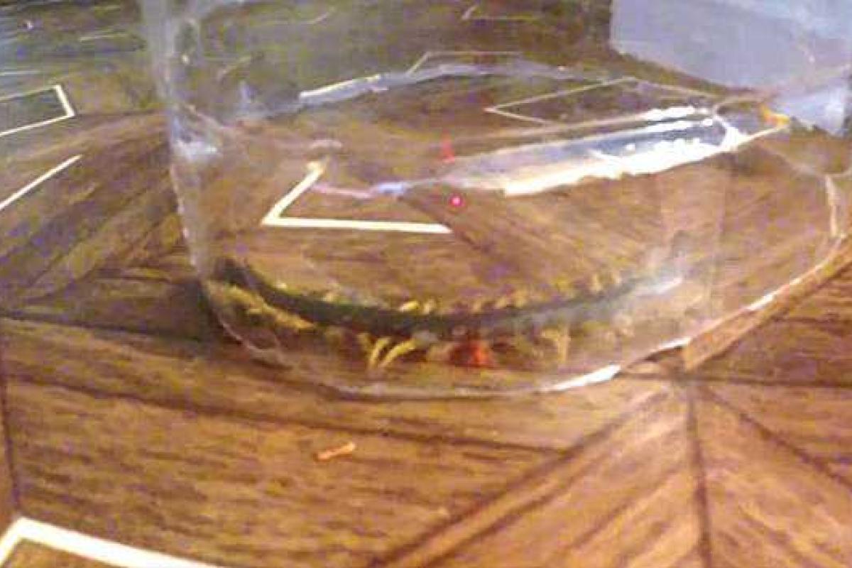 Жители Севастополя обнаружили в домах опасных созданий – сколопендр Жители Севастополя обнаружили в домах опасных созданий – сколопендр