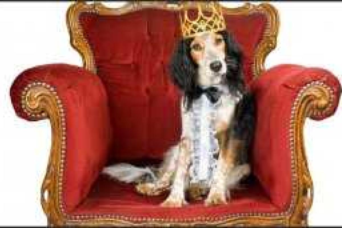 ТОП самых богатых животных мира. Инфографика