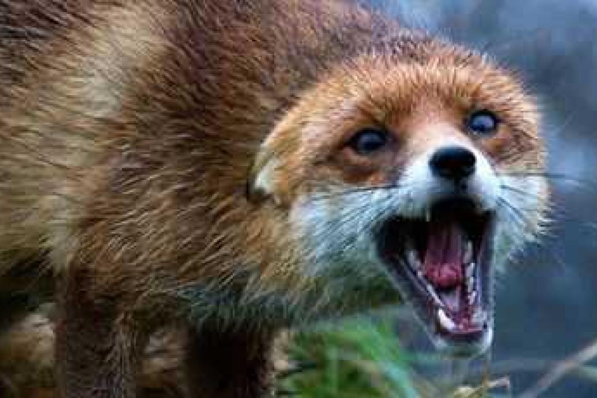 Бешеная лисица атакует жителей Подмосковья Бешеная лисица атакует жителей Подмосковья